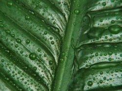 BBC Prywatne życie roślin / The Private Life of Plants (1995) PDTV.XViD-NoGroup |Lektor PL +rmvb BBC Prywatne życie roślin / The Private Life of Plants (1995) PDTV.XViD-NoGroup |Lektor PL +rmvb