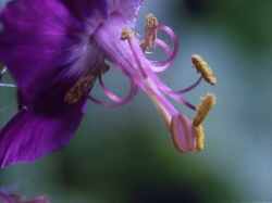 BBC Prywatne życie roślin / The Private Life of Plants (1995) PDTV.XViD-NoGroup |Lektor PL +rmvb BBC Prywatne życie roślin / The Private Life of Plants (1995) PDTV.XViD-NoGroup |Lektor PL +rmvb