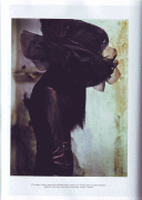 imagebam.com