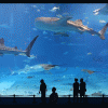 acuario-okinawa-japon