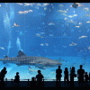 acuario-okinawa-japon