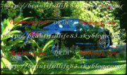 free image host